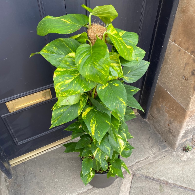 <p><span style="font-family: Inter, helvetica, arial, sans-serif">Devil's Ivy; Devil's Vine; Golden Pothos; Ivy Arum; Marble Queen; Pothos; Taro Vine</span></p>