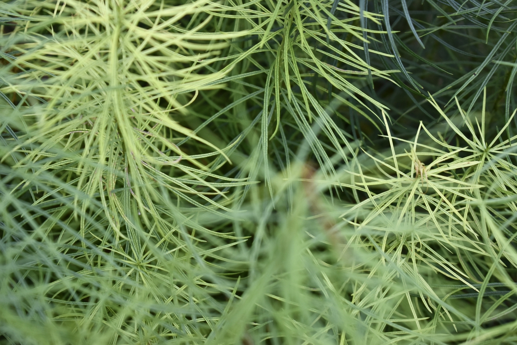 <p>thin, oblong elliptical foliage, yellow fall foliage, seed pods different than Asclepias</p>