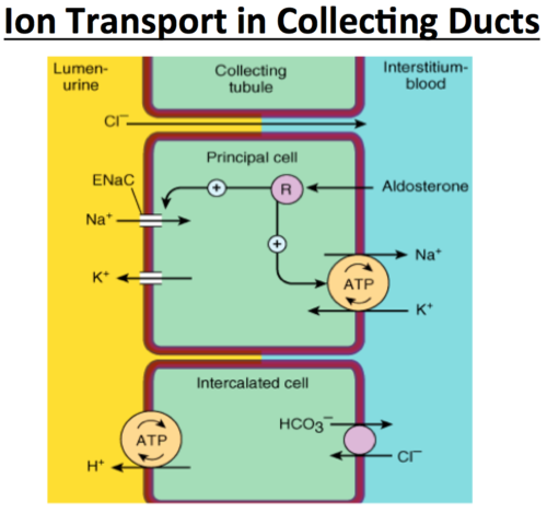 eNaC channel - sodium reabsorbtion 

Proton ATPase- H+ loss in the lumen

ROMK Channel - loss K+ in the lumen. 

\
By this mean loop diuretics and thaiazides cause metabolic alkalosis. 