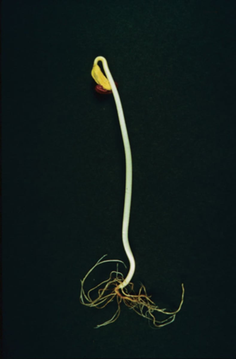 <p>When plants grow abnormally long and spindly because they are not getting enough light.</p>