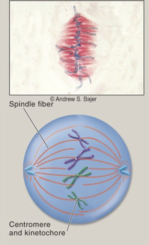 <p>the chromosomes are aligned in the center of the cell by the spindle. The spindle fibers are attached kinetochore on opposite sides of centromeres.</p>