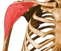 shoulder
