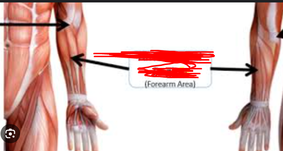 <p><span>the study of the anatomical structures of the forearm, the section of the upper limb between the elbow and the wrist.</span></p>