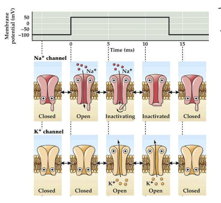 <p>how is the RMP slowly restored over time </p>