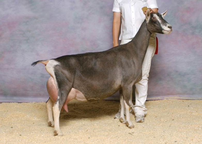 <p>what breed and used for</p>