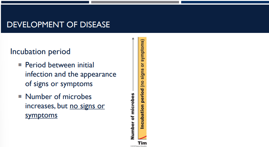 <p>Describe the incubation period in the development of disease.</p>