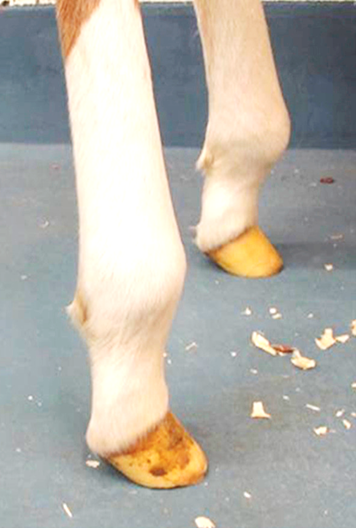 <p>Hoof has normal appearance, but straight, upright appearance of pastern → over knuckling</p>