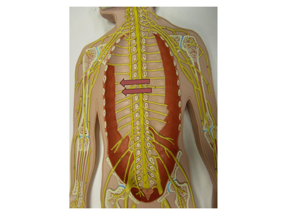 <p>what nerve group is this</p>