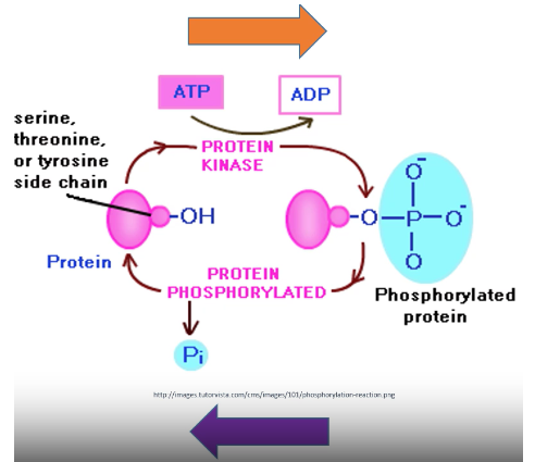 <p><span><strong>Kinases </strong>→ enzymes that phosphorylate proteins</span></p><p><span><strong>Phosphatases </strong>→ enzymes that remove phosphate from protein</span></p><p><span><strong>Phosphorylation: </strong>Uses ATP to add phosphate to protein (ATP → ADP)</span></p><p><span><strong>Dephosphorylation: </strong>Phosphatase removes phosphate group</span></p>