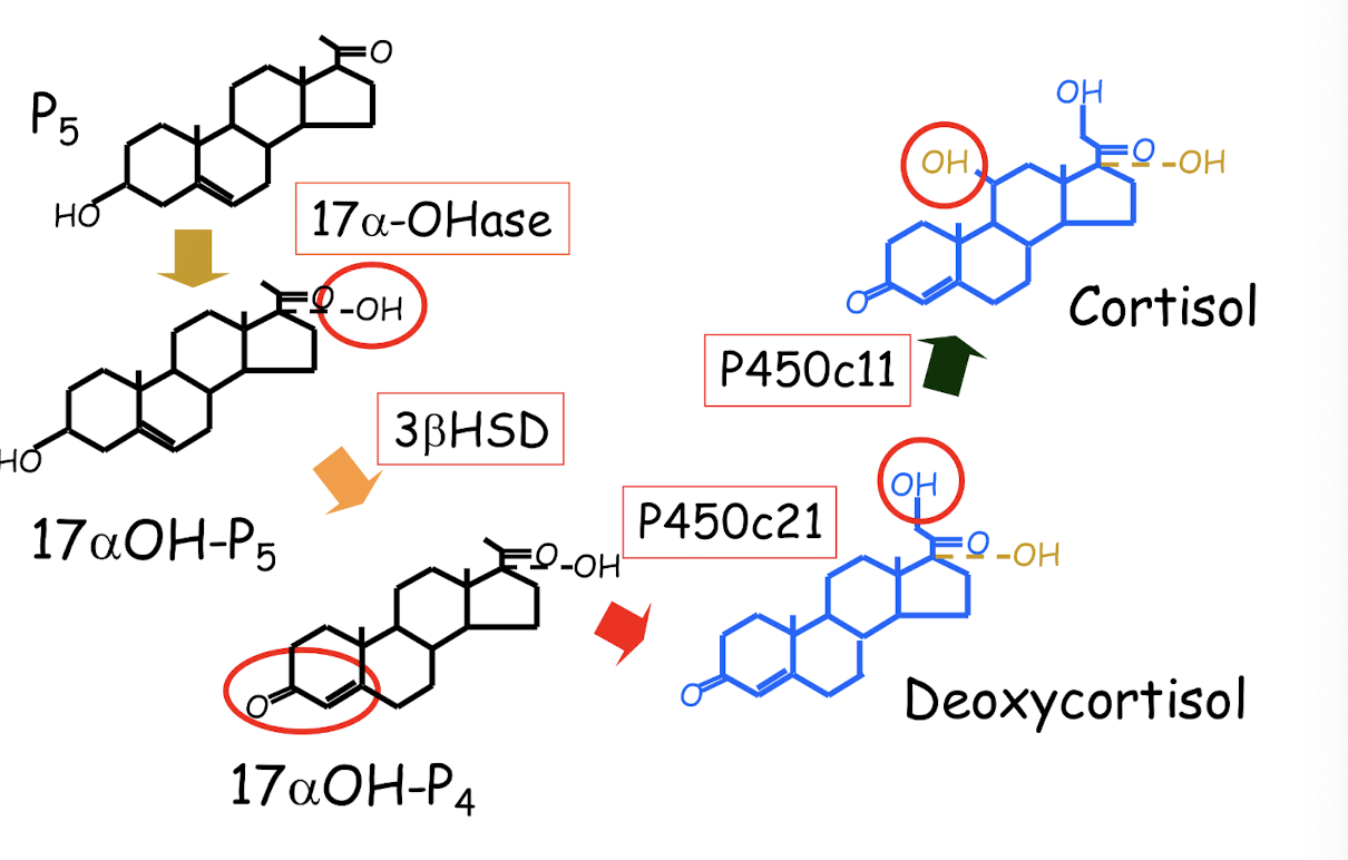 <p>biotransormation of P5 to glucocorticoids</p>