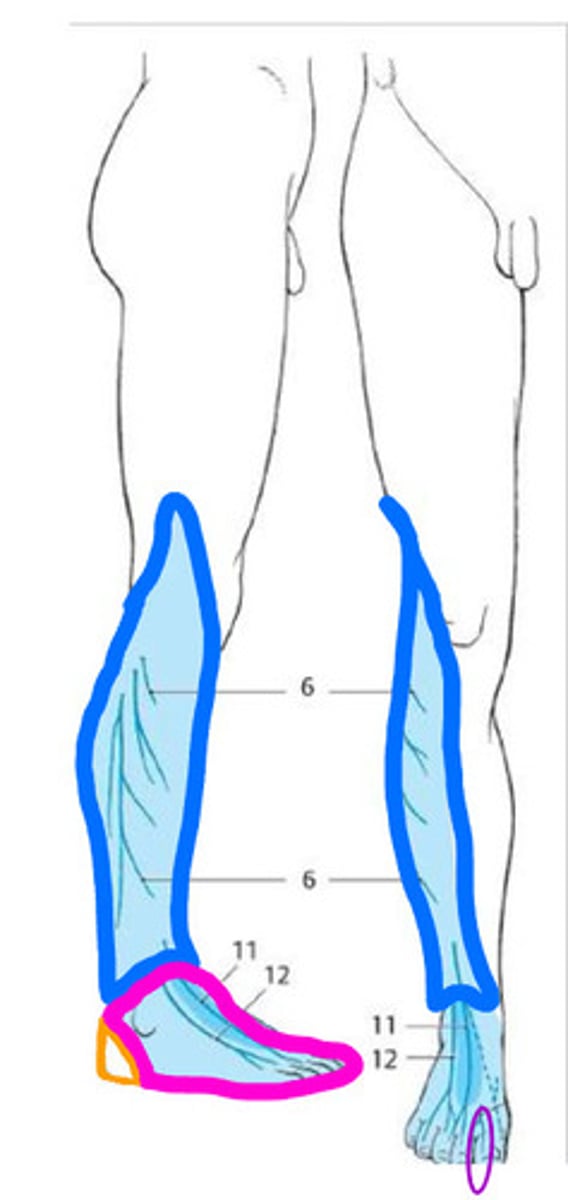 <p>What nerve supplies the BLUE OUTLINE in this picture?</p>