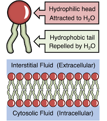 <p>Phospholipid</p>