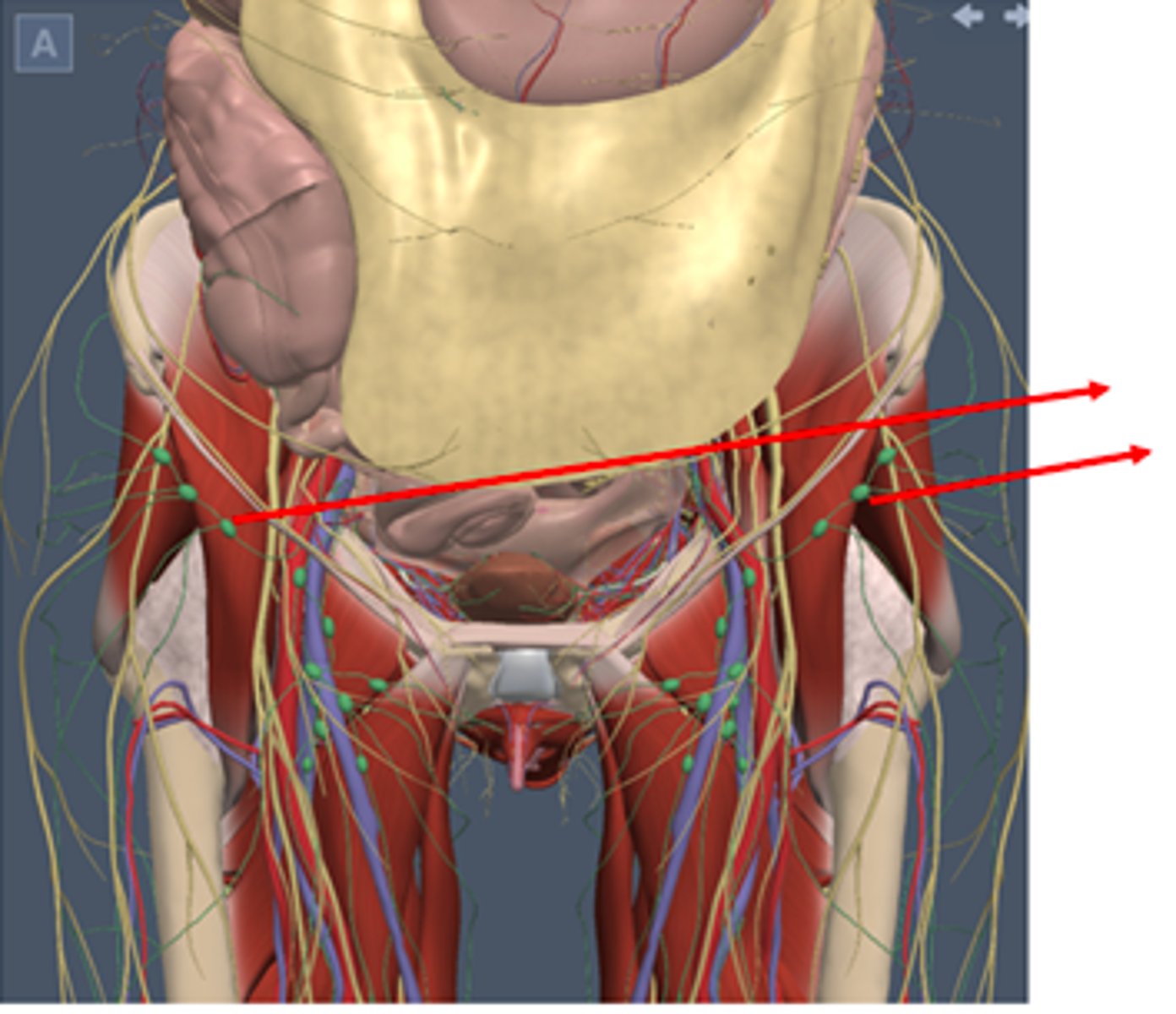 <p>Inguinal lymph nodes</p>