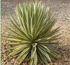 <p><span>Dormant during dry season, germinate and grow rapidly after it rains, have a short flower life cycle so that they spread seeds after it rains. Some depend upon animals’ digestion for dispersal of seeds.</span></p>