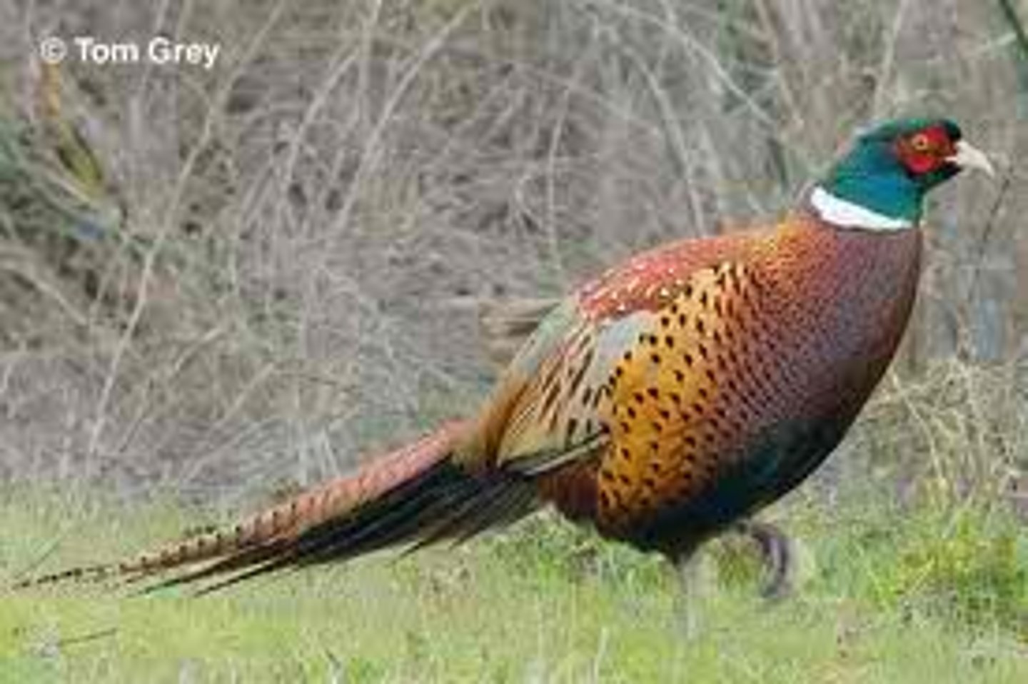 <p>Phasianus colchicus</p>