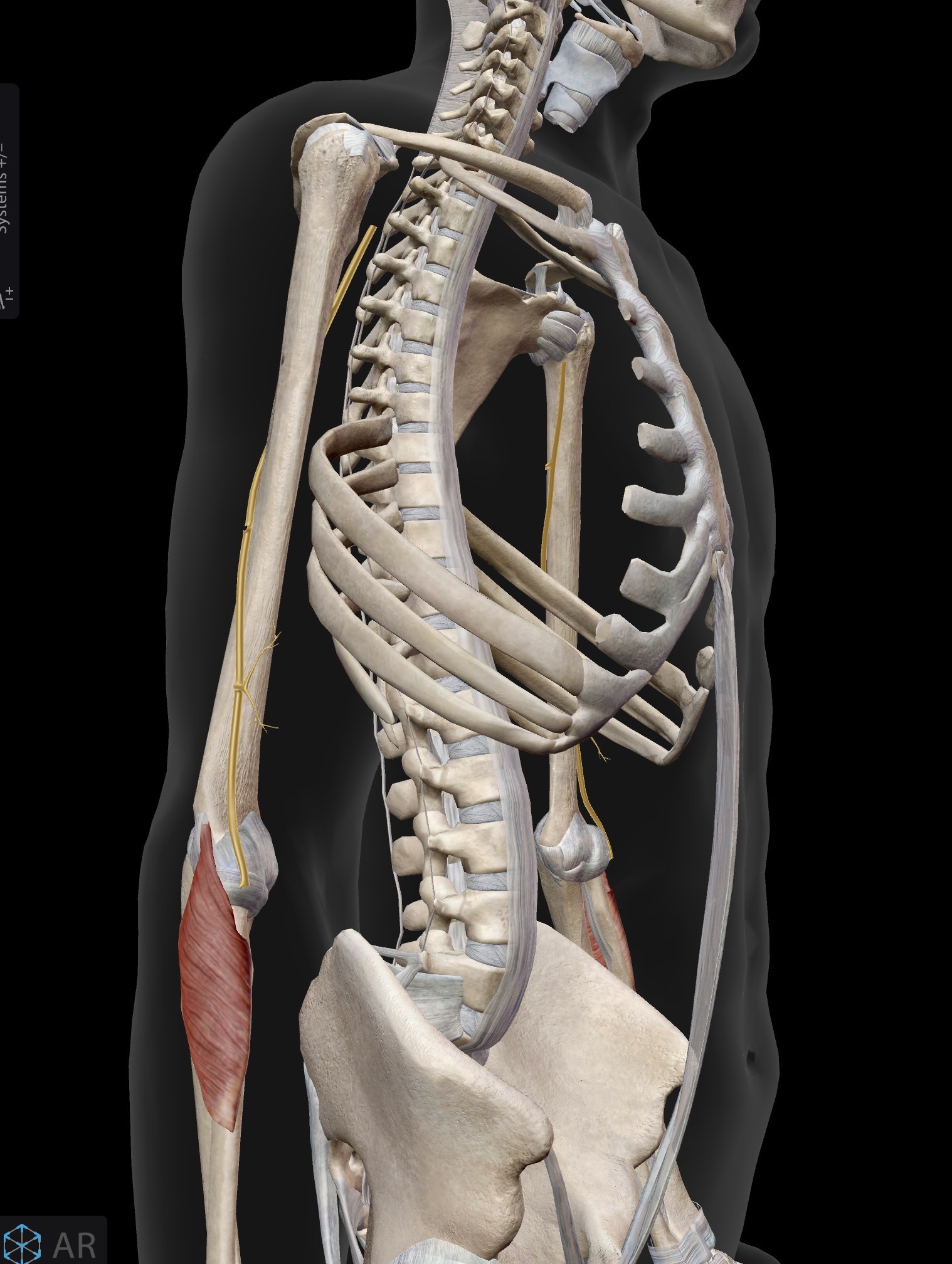 <p>Supinator</p><p>A: Supinates forearm at radioulnar joints (synergist to biceps brachii for supination of the forearm at the radioulnar joints)</p><p>IN: Radial nerve (C5-C8, T1)</p>