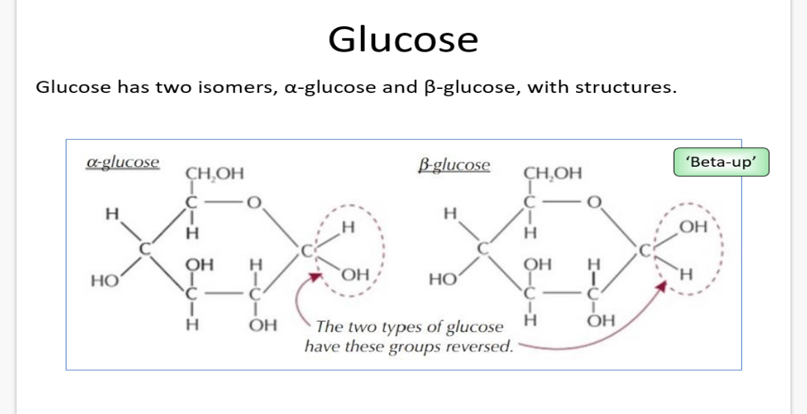 <p>a-glucose and B-glucose</p>