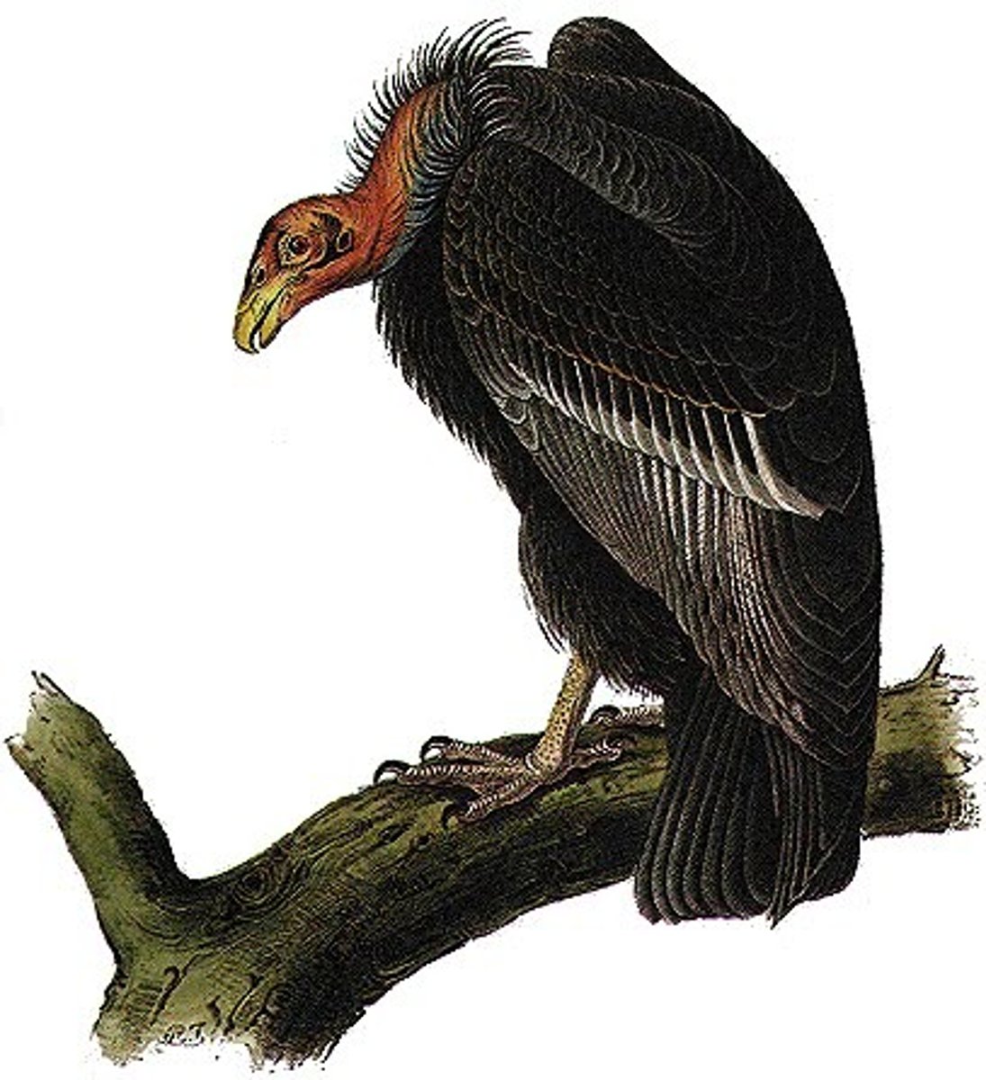 <p>animals that consume dead animals</p>