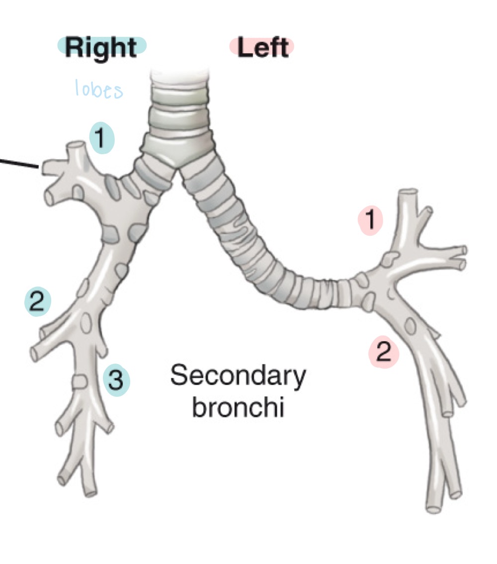 <p>Shorter, more vertical main bronchus supplying the right lung.</p>