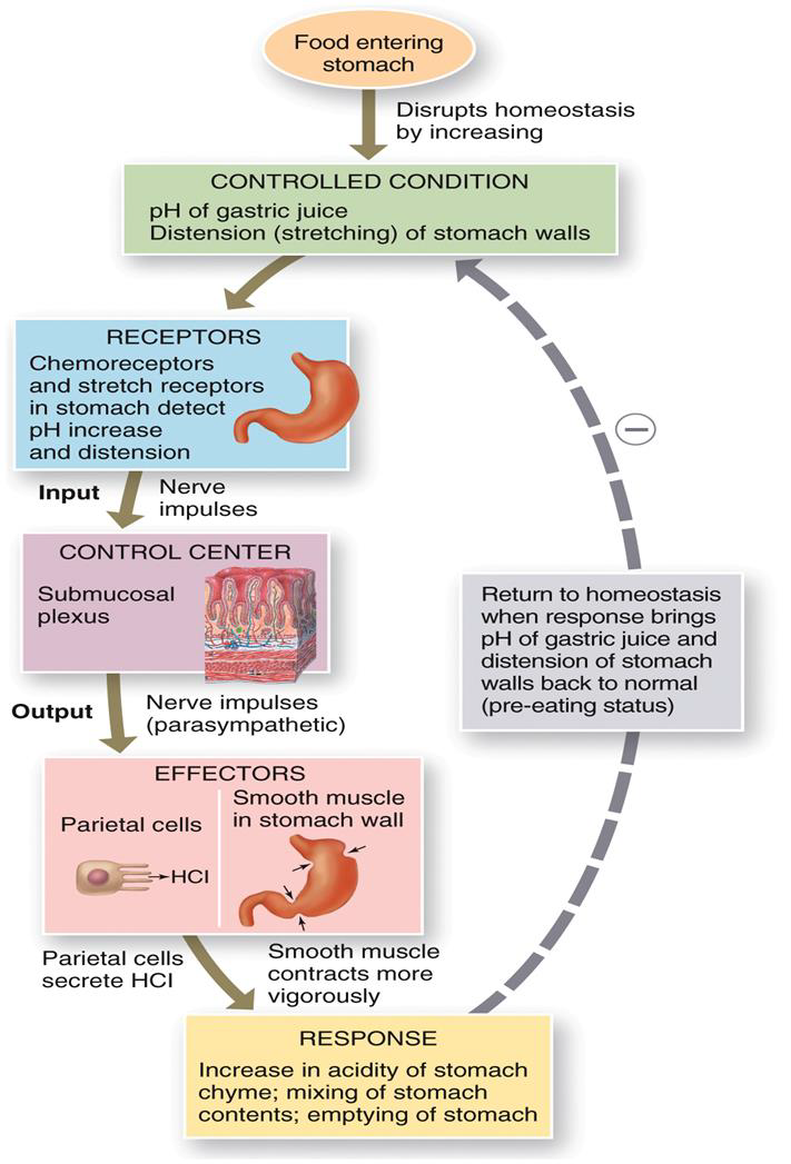 <p>DIGESTIVE PHASES</p>