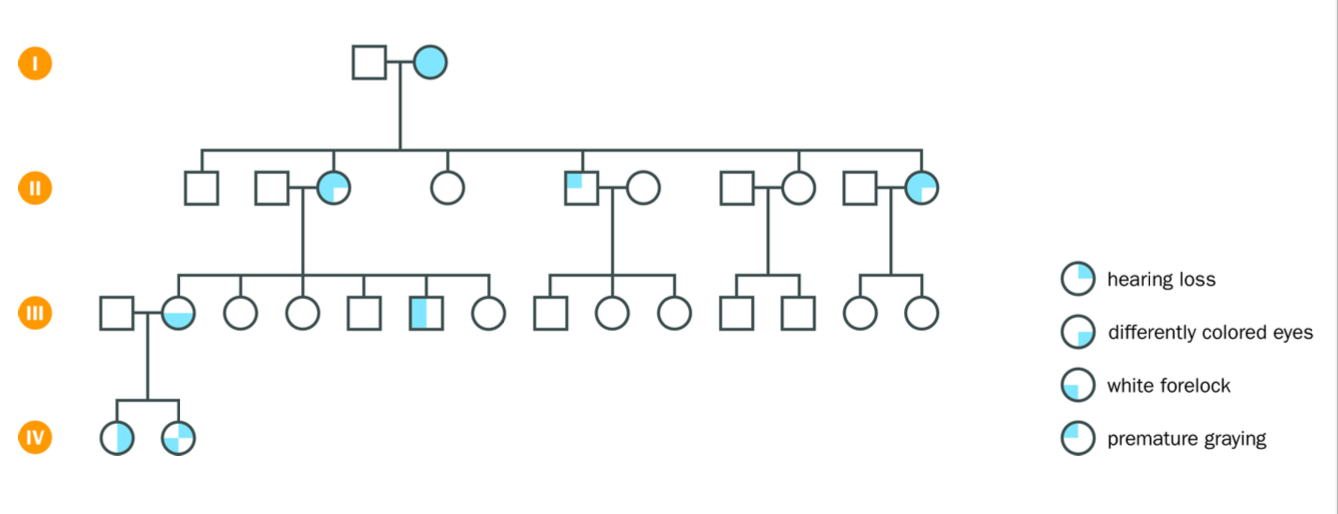 <p><strong>Variable expression </strong>of individuals within the same family due to <strong>genetic background, modifier influences, environmental factors</strong></p><p></p><p>Human characters showing dominant character can skip a generation due to variation in genetic background - nutrition, exercise and medication can lessen the severity (sometime)</p><p>sometimes can inherit a mild and aggressive version of the mutation in the same gene - can partially restore the function</p><p></p><p>VARIABLE GENETIC BACKGROUNDS</p><p>Waardenburg - autosomal dominant trait</p><p>Cystic fibrosis = autosomal recessive trait</p><p></p><p>Different family members show different features of type 1 waardenburg syndrome - an autosomal dominant trait</p><p>-although they have the <strong>same mutation in the PAX3 </strong>gene that encodes a transcription factor.</p><p></p><p>A UNIQUE GENETIC background can surpress the mutant allele (e.g. gene silencing) but the offspring can still inherit the mutant</p>