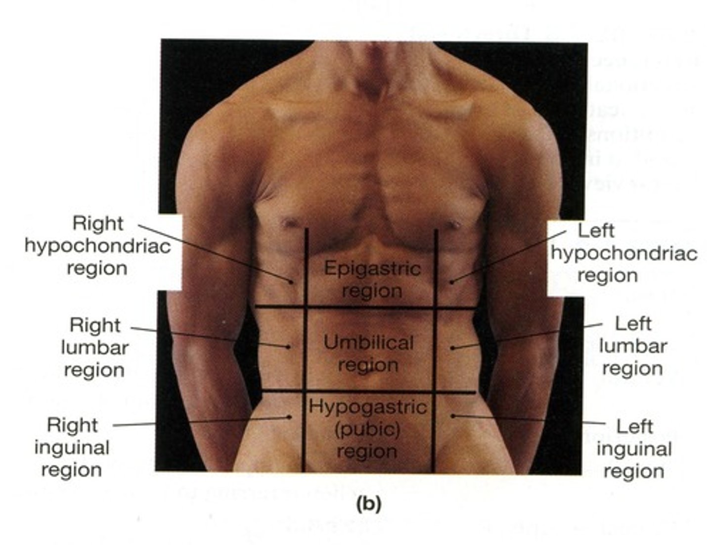 <p>Describes the position of body parts relative to each other.</p>