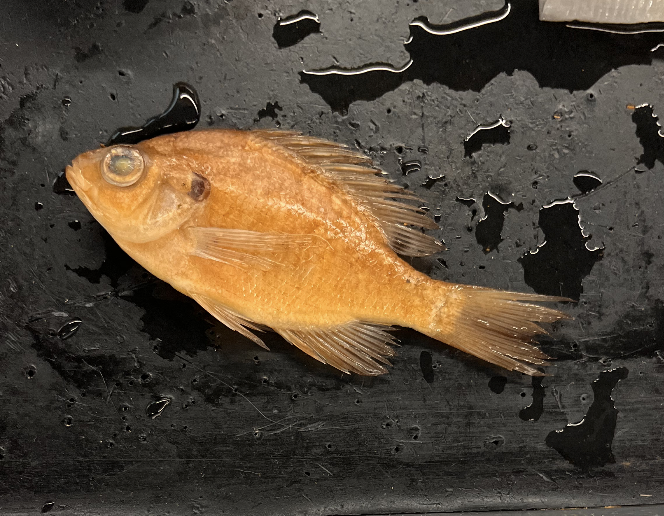 <p>you can’t<strong> le</strong>t someone <strong>mis</strong>s the <strong>macro</strong> spot on the <strong>cetrar</strong> of the fish </p>