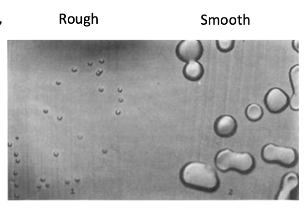 <p><span>1916 Stryker: pneumococcus grown in broth gave rise to different colony morphologies.</span></p><p><span>Rough colonies were found to be avirulent, and did not possess a polysaccharide capsule. Smooth colonies were highly virulent and</span><br><span>had a capsule. </span></p><p><span>1928 Griffith: Rough bacteria were “transformed” to Smooth and virulent in the presence of heat-killed smooth bacteria</span></p><p><span>1944 Avery, MacLeod and McCarty: demonstrated that DNA from heat-killed bacteria was responsible for the transformation of capsule-type.</span></p>