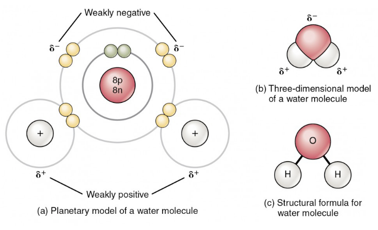 <p>polar … electrons are shared unequally</p>