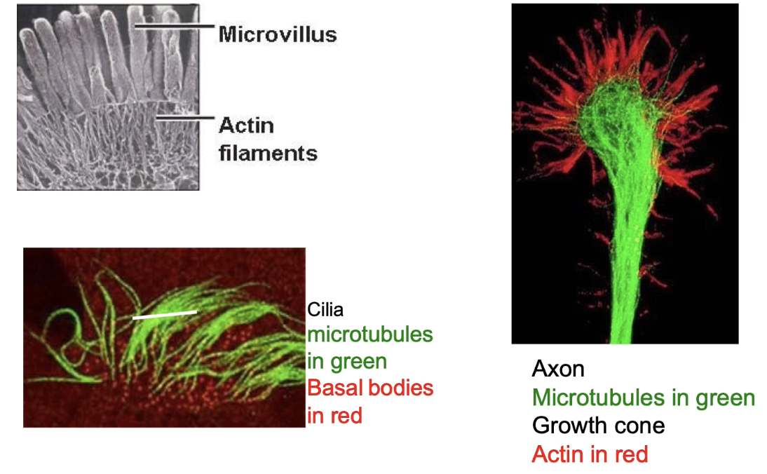 <ul><li><p>Crucial for <strong>maintaining cell shape</strong>, especially in <strong>differentiated cells</strong></p></li><li><p>Examples:</p><ul><li><p><strong>Microtubules</strong> → structure in <strong>cilia</strong></p></li><li><p><strong>Actin filaments</strong> → shape/function in <strong>microvilli (epithelial cells)</strong></p></li></ul></li><li><p>Neuron example:</p><ul><li><p><strong>Microtubules (green)</strong> → support axon</p></li><li><p><strong>Actin (red)</strong> → shapes <strong>growth cone</strong></p></li></ul></li></ul><p></p>