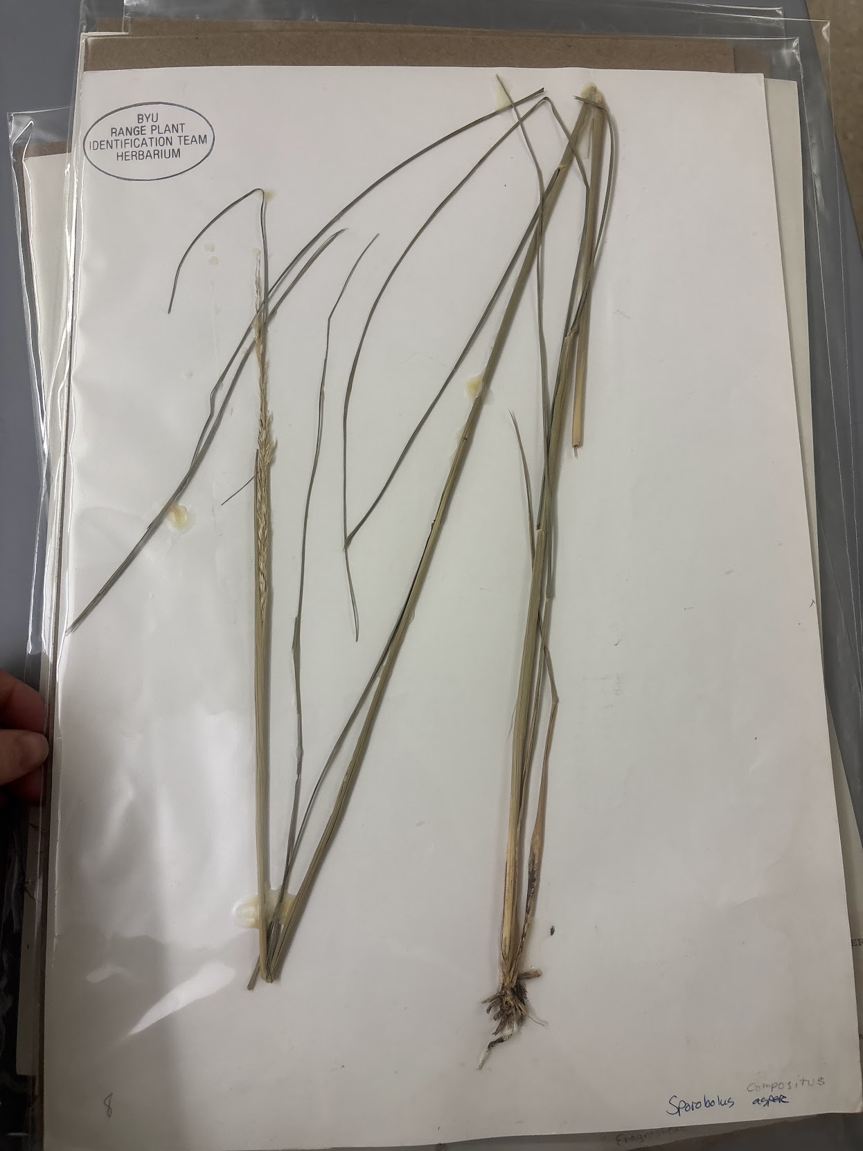 <p>• Contracted panicle, usually enclosed at base by the sheath • May have missile rhizomes, often with a woody base • Largest Sporobolus spikelets • 1 floret/spikelet • Glumes keeled with green mid-nerve </p>