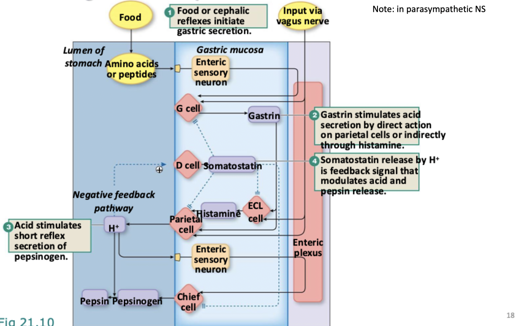 <ol><li><p>food or cephalic reflexes initiate gastric secretion (from G cells) </p></li><li><p>gastrin stimulates acid secretion by direct action on parietal cells or indirectly through histamine (released by ECL cells) </p></li><li><p>acid stimulates short reflex secretion of pepsinogen (by chief cells) </p></li></ol><p></p><p>in other words…</p><p></p><ul><li><p>Havent eaten yet, input via vagus nerve (resulted from things stomulating you before eating) comes down to stomach</p></li><li><p>Hits g cells which release gastrin -&gt; gastrin stimulates acid secretion by BOTH direct action on parietal cells or indirectially through histamine (does both so either works)</p></li><li><p>Acid stimulates the short reflex secretion of pepsinogen (acid triggers chief cells that stimulate release of pepsinogen which is then turned into pepsin</p></li><li><p>Somatostatin releasesed by H+ is feedback signal that modulates that acid and pepsin releease</p></li><li><p>When food is taken in in the gastric phase, the peptides and amino acids send signals that go to the G cells that secrete gastrin, etc. etc.</p></li><li><p>G cells are crutial</p></li></ul><p></p>