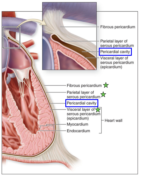 <p>The Heart→ Internal Anatomy</p>