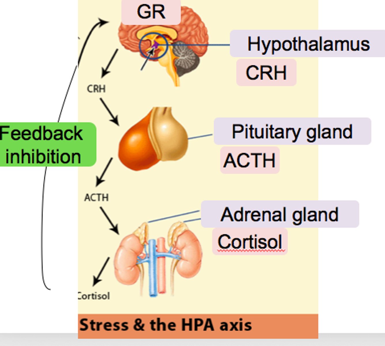 <p>Stress activates the hypothalamus → pituitary gland → stimulates the adrenal glands</p>