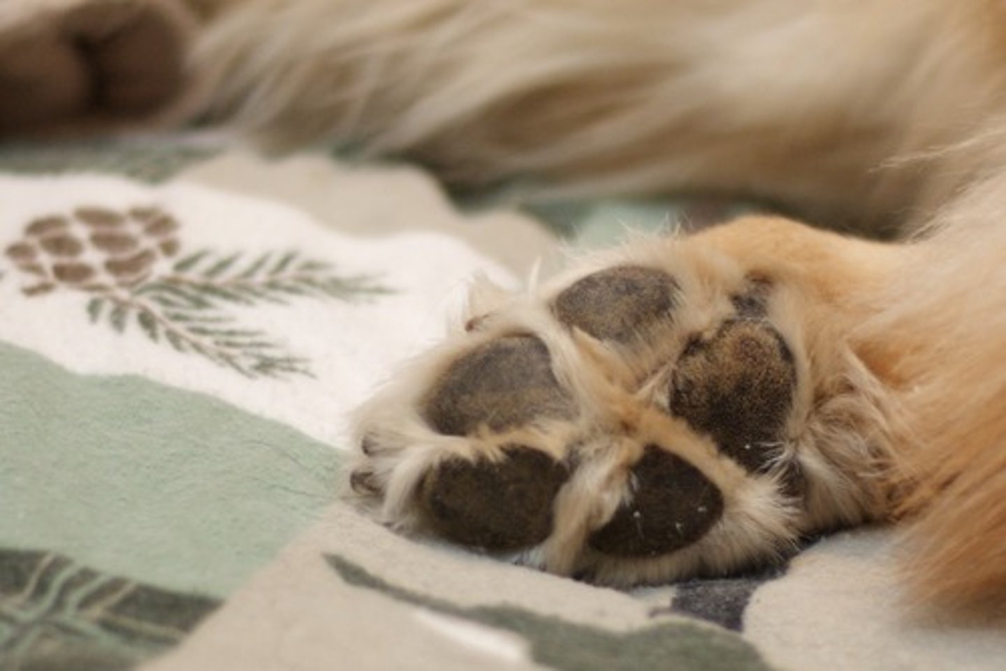 <p>legs, feet, paws of animals</p>