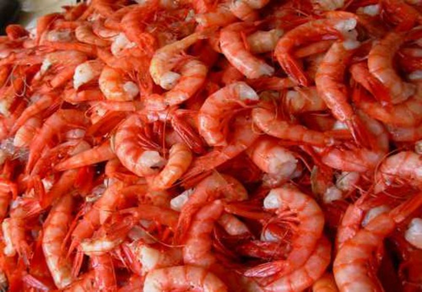 <p>shrimp</p>
