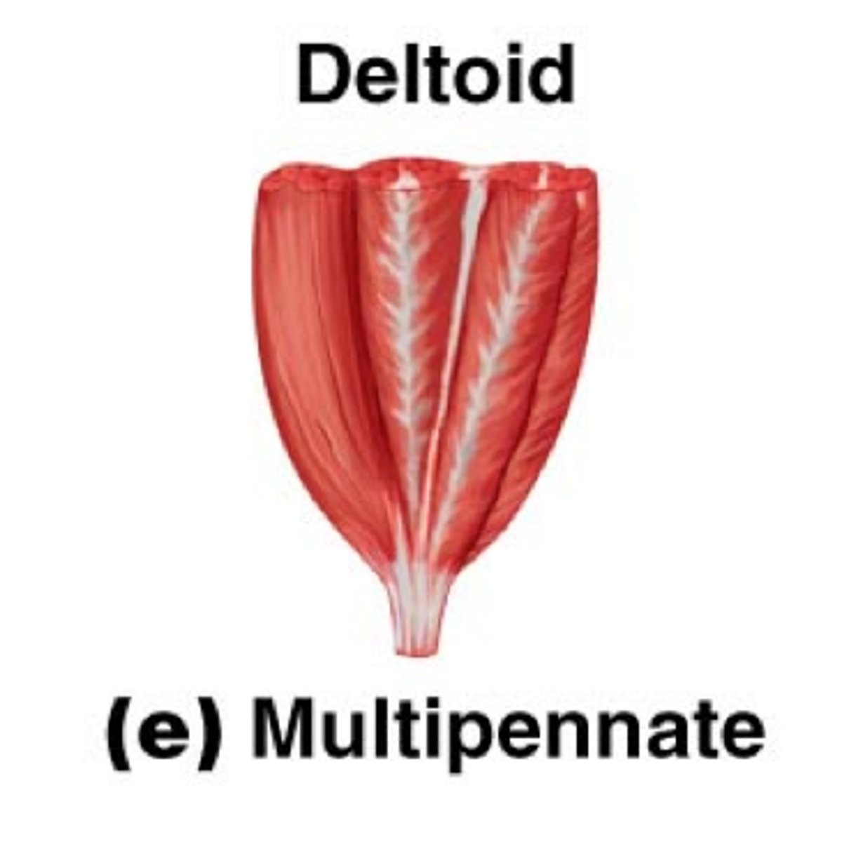 <p>several angles</p>