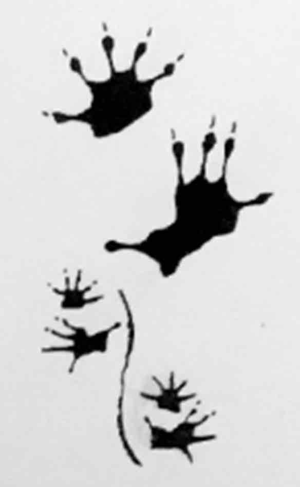 <p>What footprint is this?</p>