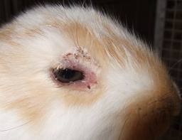 <p>Skin Diseases </p>