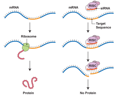 <p>specific type of RNA that can turn down or shut off specific genes at critical times</p><ul><li><p>ex: small interfering RNAs (siRNA)</p></li><li><p>ex: microRNAs (miRNA)</p></li></ul><p></p>