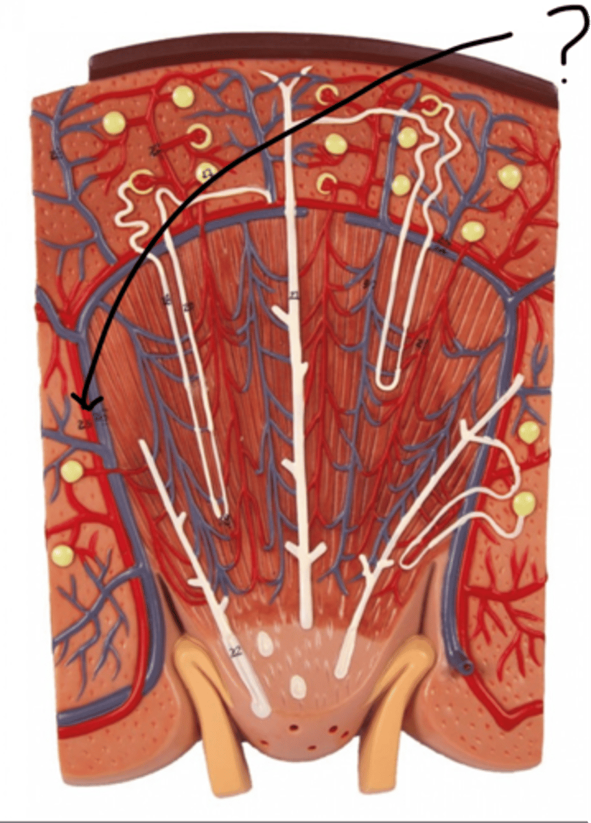 <p>Name this vessel (red)</p>