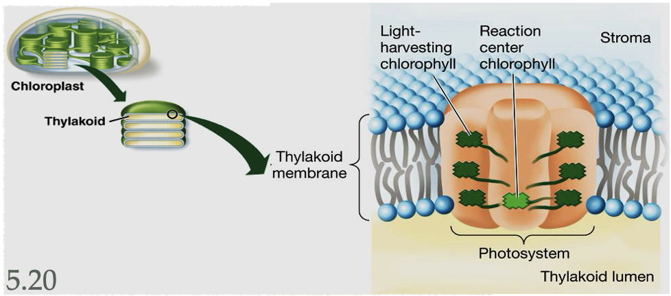 <ul><li><p>spans the thylakoid membrane in the chloroplast</p></li><li><p>consists of:</p><ul><li><p>antenna systems</p></li><li><p>reaction center</p></li></ul></li></ul><p></p>