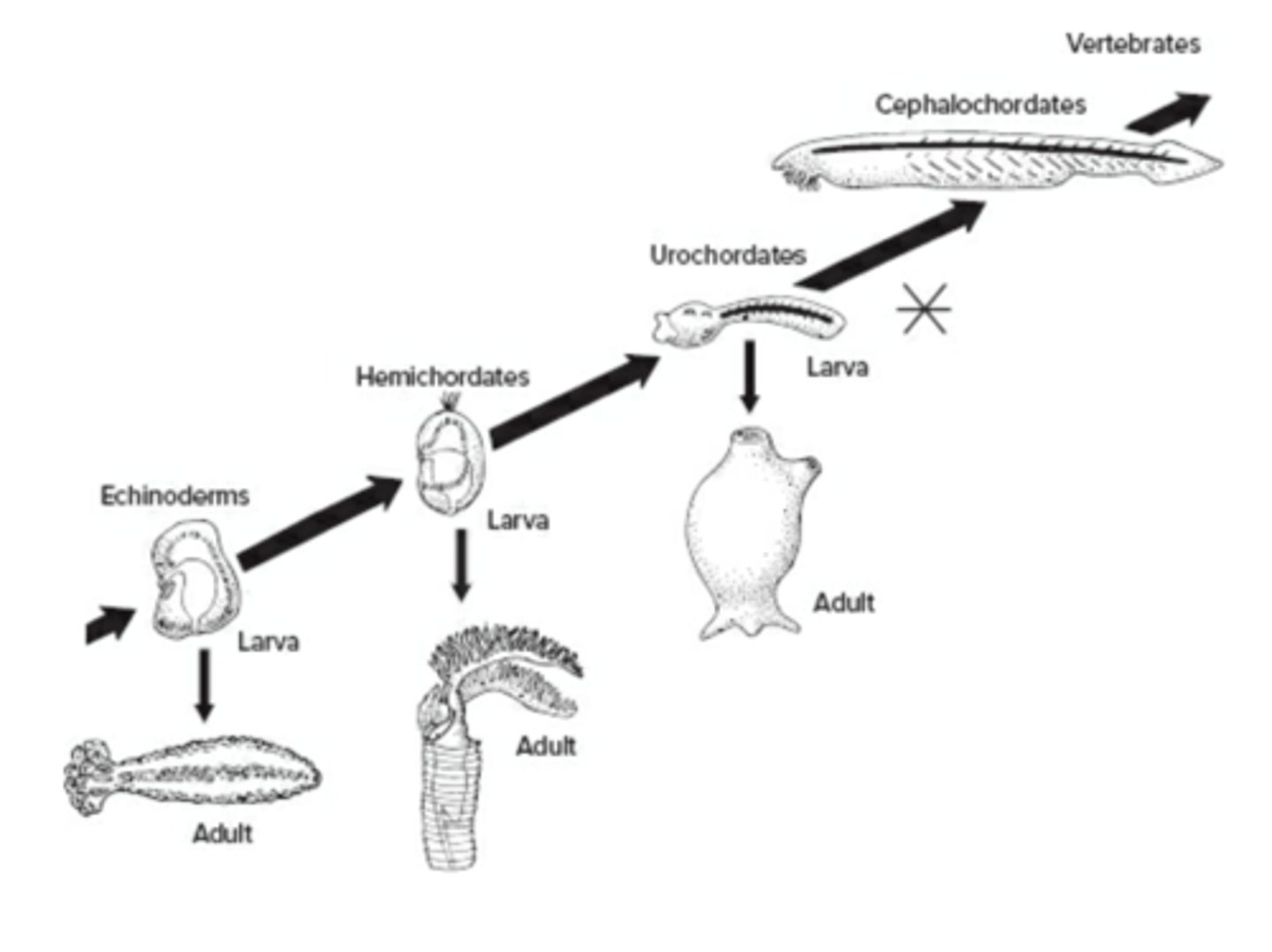 <p>The hypothesis that chordates evolved from echinoderms.</p>