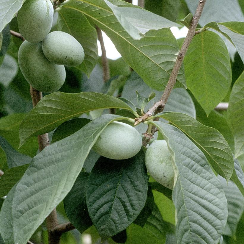 <p>Wide-topped with sparse branches, large green fruits split into three, smooth gray bark, large entire leaves with drip tips, naked terminal buds</p>