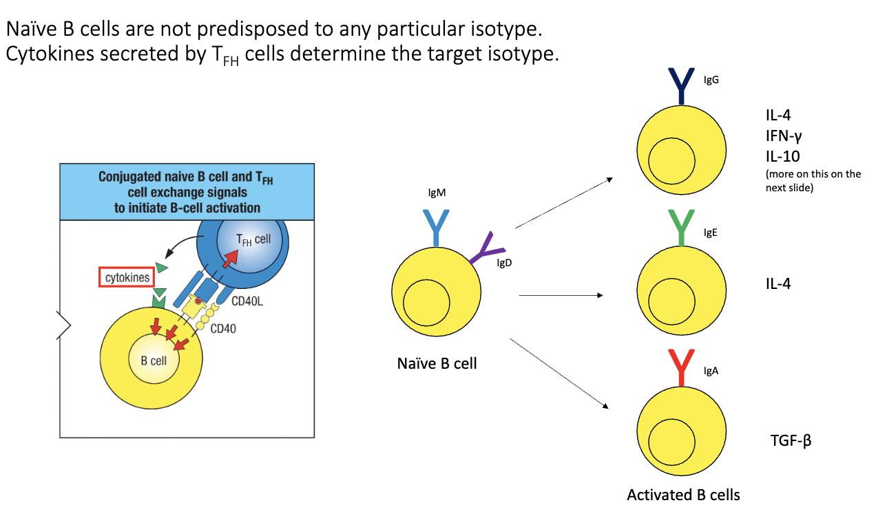 <ul><li><p class="isSelectedEnd"><span>Driven by signals from </span><strong><span>TFH cells</span></strong><span>:</span></p><ol><li><p class="isSelectedEnd"><span>Antigen-specific </span><strong><span>TCR–MHC II</span></strong><span> recognition.</span></p></li><li><p class="isSelectedEnd"><strong><span>CD40–CD40L</span></strong><span> co-stimulation.</span></p></li><li><p class="isSelectedEnd"><strong><span>Cytokines</span></strong><span> → determine isotype outcome.</span></p></li></ol></li><li><p class="isSelectedEnd"><span>Examples:</span></p><ul><li><p class="isSelectedEnd"><strong><span>IL-4 → IgE</span></strong></p></li><li><p class="isSelectedEnd"><strong><span>TGF-β → IgA</span></strong></p></li></ul></li><li><p><span>Dendritic cell → T cell → B cell signaling ensures isotype matches infection type.</span></p></li></ul><p></p>