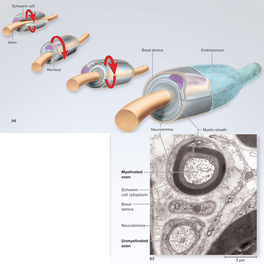 <p>These layers constitute the myelin sheath, the Schwann cell spirals outward as it wraps the axons, finally ending with a&nbsp;</p>