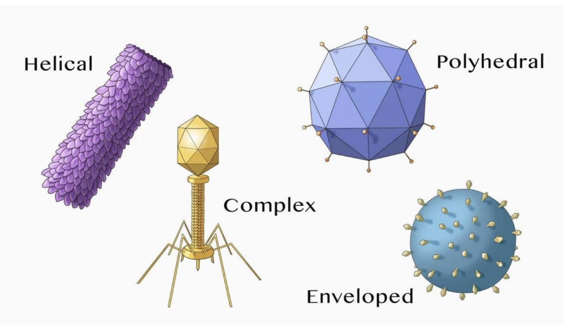 <p>Helical, polyhedral, enveloped, complex</p>