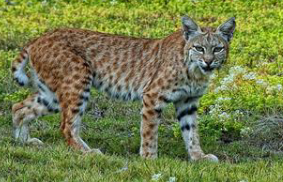 <p>What family is this species from</p>