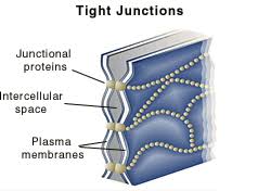 <p>impermeable, and fuses cells (ex. stomach lining)</p>