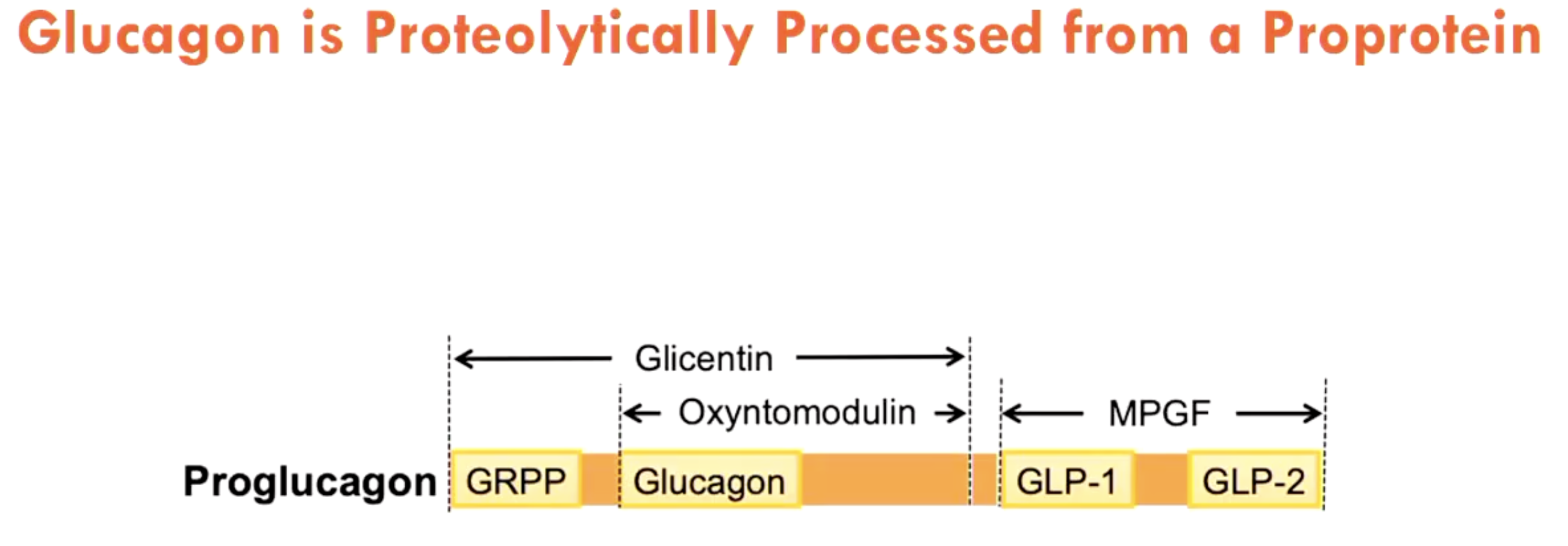 <p>Glucagon is proteolytically processed from a proprotein (<strong>proglucagon</strong>)</p>